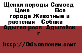 Щенки породы Самоед › Цена ­ 20 000 - Все города Животные и растения » Собаки   . Адыгея респ.,Адыгейск г.